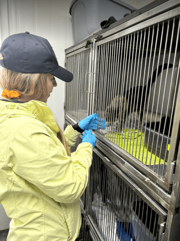 Dzień Kundelka 2024